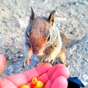 A friendly squirrel shares my lunch at a rest stop along the 5 Freeway in California